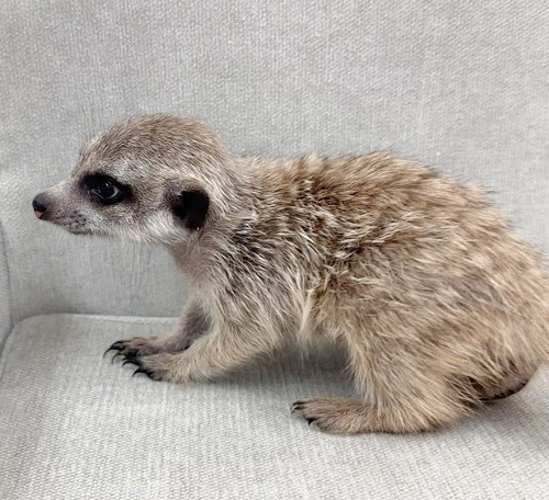 ミーアキャット MK-M766