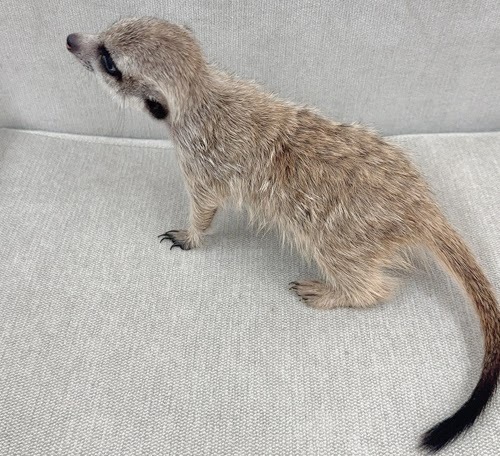 ミーアキャット MK-M766