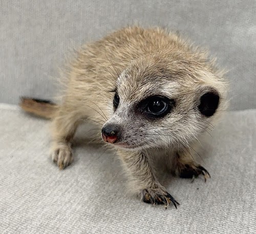 ミーアキャット MK-M769