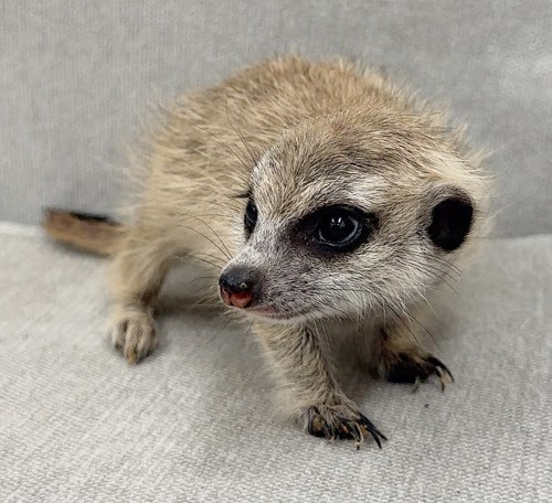 ミーアキャット MK-M769