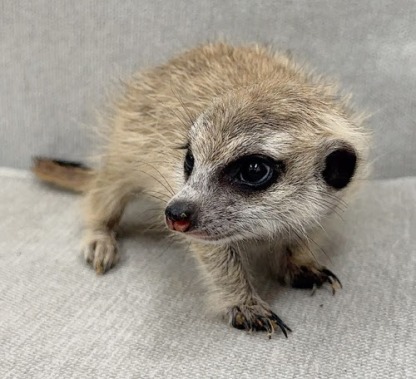 ミーアキャット MK-M769