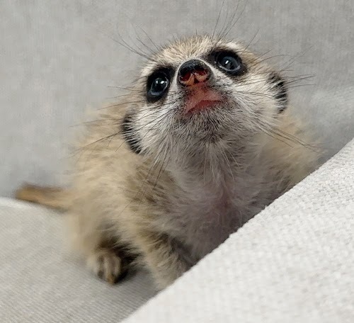 ミーアキャット MK-M769