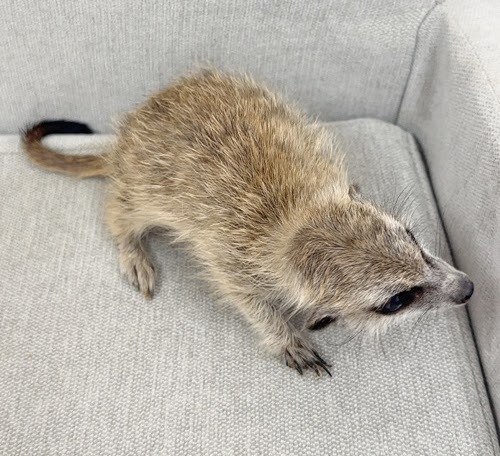 ミーアキャット MK-M769