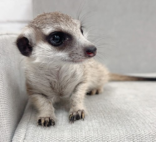 ミーアキャット MK-M771