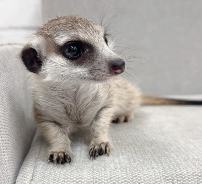 ミーアキャット MK-M771