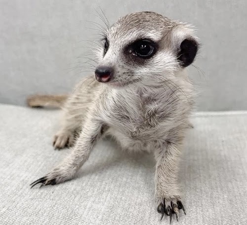 ミーアキャット MK-M771