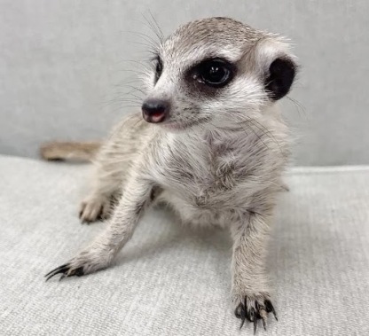 ミーアキャット MK-M771