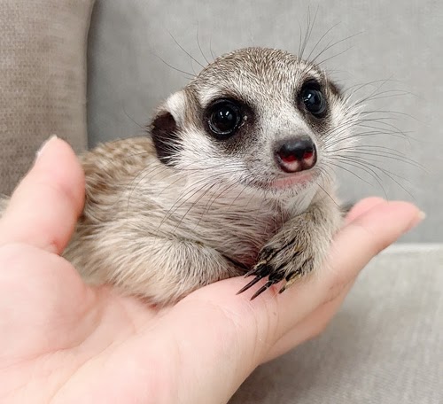 ミーアキャット MK-M771