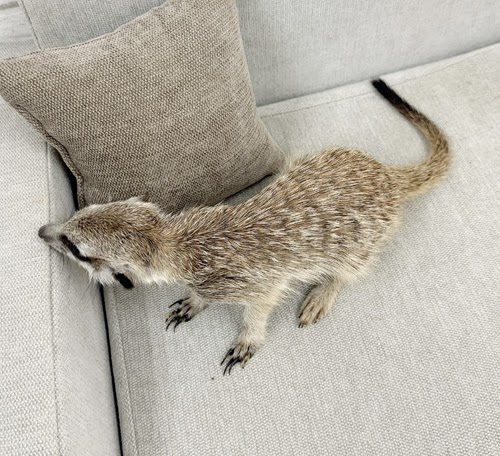 ミーアキャット MK-M771