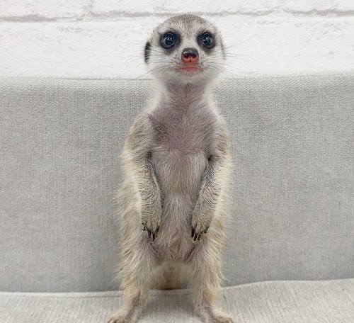 ミーアキャット MK-M772