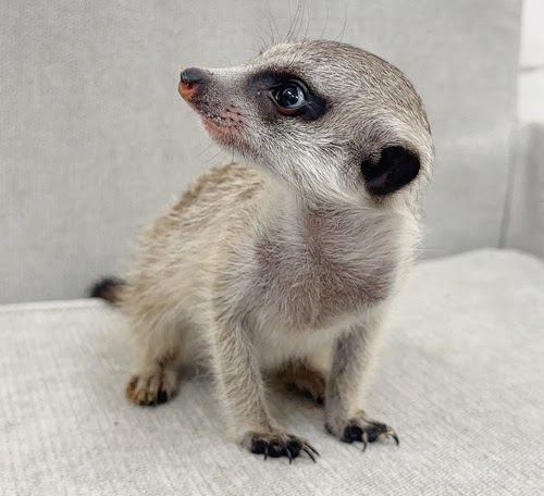 ミーアキャット MK-M772