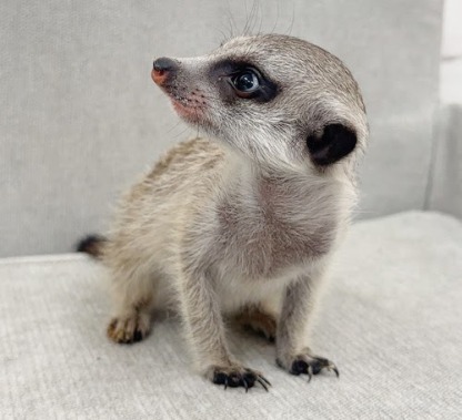 ミーアキャット MK-M772