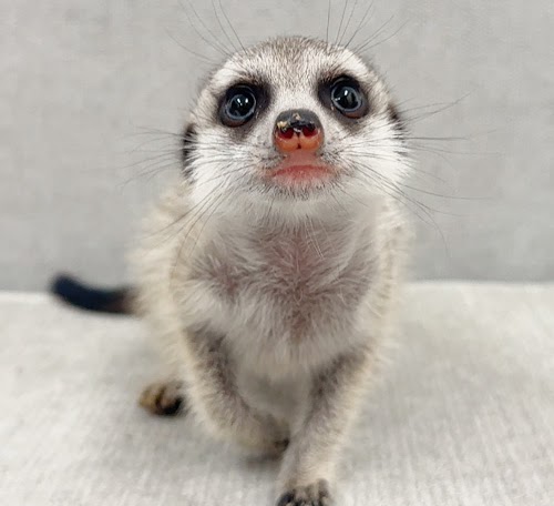 ミーアキャット MK-M772