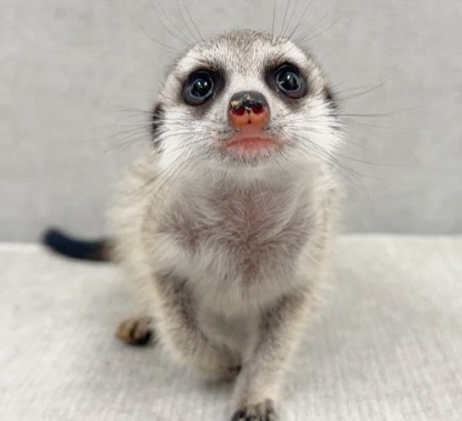 ミーアキャット MK-M772