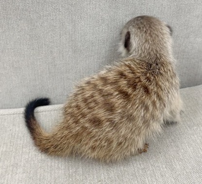 ミーアキャット MK-M772