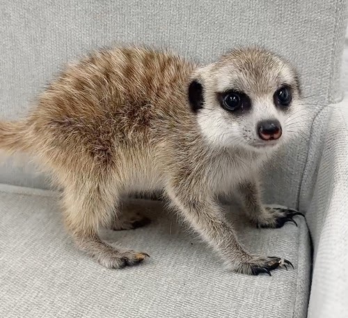 ミーアキャット MK-M773