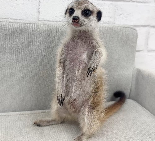 ミーアキャット MK-M773