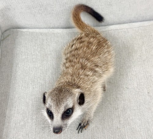 ミーアキャット MK-M773