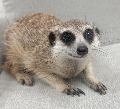 ミーアキャット MK-M774