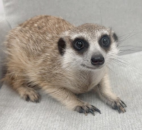 ミーアキャット MK-M774