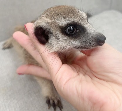 ミーアキャット MK-M774