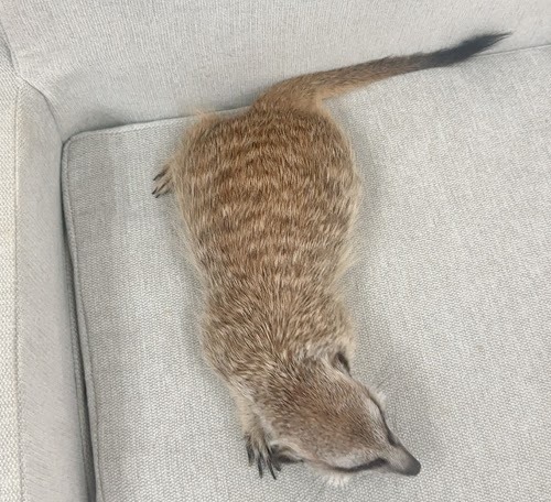 ミーアキャット MK-M774