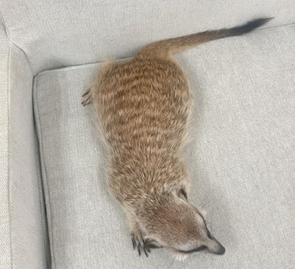 ミーアキャット MK-M774