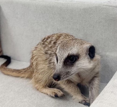 ミーアキャット MK-M775