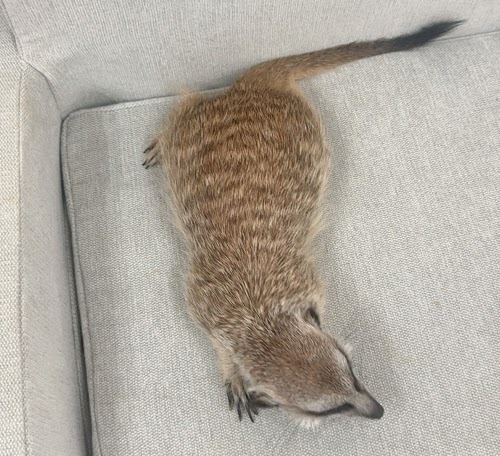 ミーアキャット MK-M775