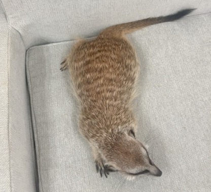 ミーアキャット MK-M775