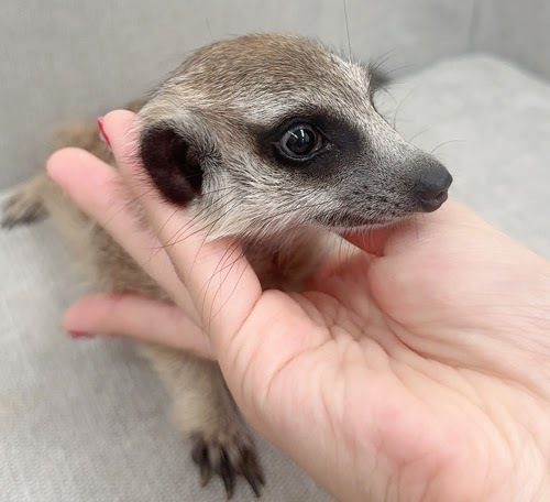 ミーアキャット MK-M775