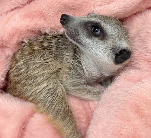 ミーアキャット MK-M776