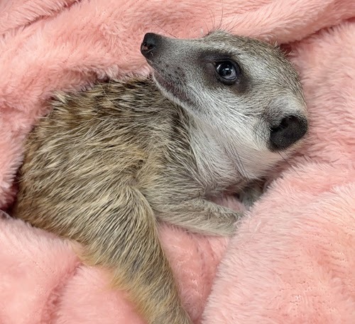 ミーアキャット MK-M776