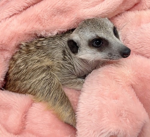 ミーアキャット MK-M776