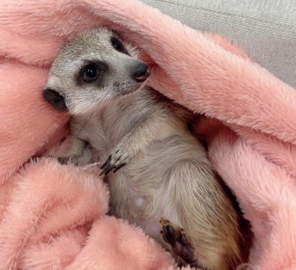 ミーアキャット MK-M776