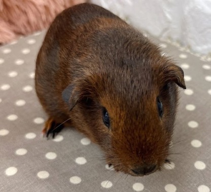 ロシアンモルモット（アグーチ）Ma-F413