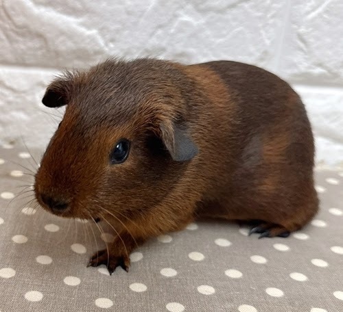 ロシアンモルモット（アグーチ）Ma-F413