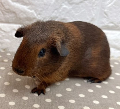 ロシアンモルモット（アグーチ）Ma-F413