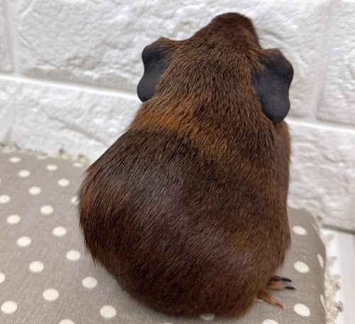 ロシアンモルモット（アグーチ）Ma-F413