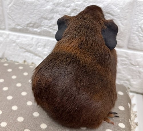 ロシアンモルモット（アグーチ）Ma-F413