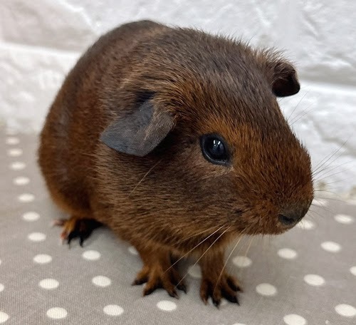 ロシアンモルモット（アグーチ）Ma-F413