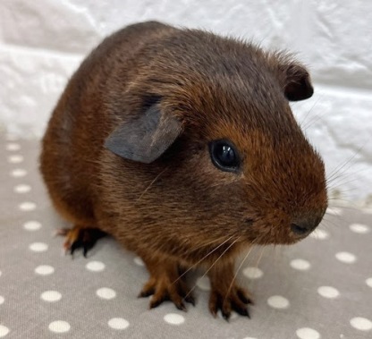 ロシアンモルモット（アグーチ）Ma-F413