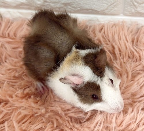 アビシニアンモルモット Ma-M427