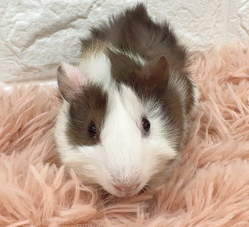 アビシニアンモルモット Ma-M427