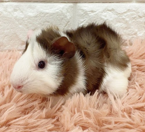 アビシニアンモルモット Ma-M427