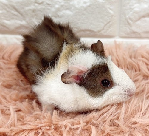 アビシニアンモルモット Ma-M427
