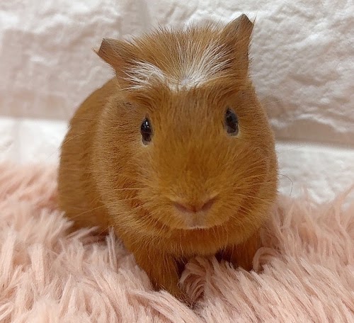 クレステッドモルモット Mcr-M418