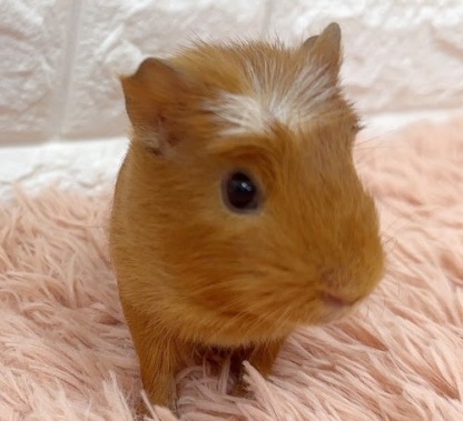 クレステッドモルモット Mcr-M418