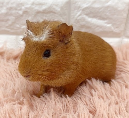 クレステッドモルモット Mcr-M418