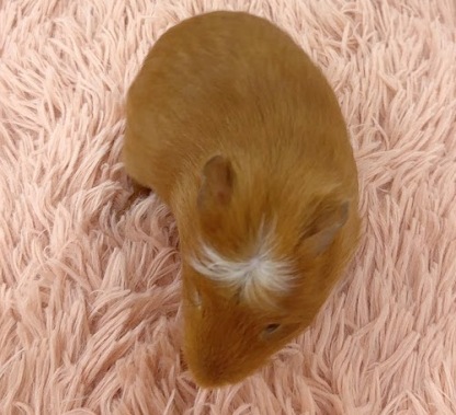 クレステッドモルモット Mcr-M418